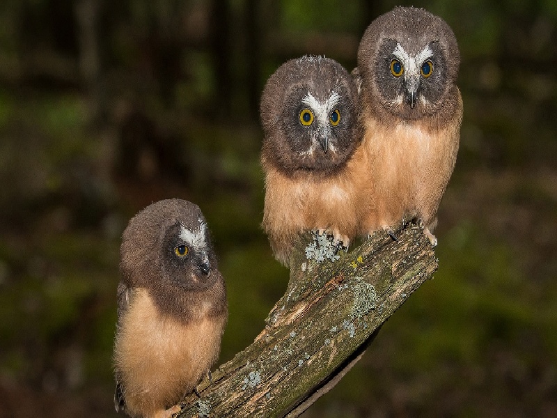 试管婴儿偷换胚胎，需要抗凝的试管